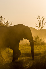 Obraz na płótnie Canvas Beautiful wildlife at Chobe National Park, Botswana