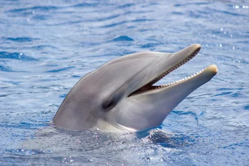 Poster delfin, delphin, dolphin, dauphin, delfín, delfino, golfinho, großer tümmler, tursiops truncatus © genioatrapado