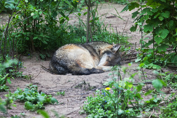 Naklejka premium Alone Wolf Sleeping