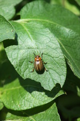  Doryphore,Doryphores Leptinotarsa, decemlineata, 