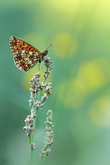 Small Pearl-bordered Fritillary (Boloria selene) or Silver-bordered Fritillary 