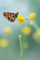 Small Pearl-bordered Fritillary (Boloria selene) or Silver-bordered Fritillary 