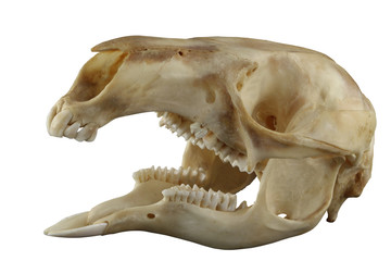 Schedel van kangoeroe met geopende mond geïsoleerd op een witte achtergrond. Alle specifieke tanden worden gepresenteerd. Focus op volledige diepte.
