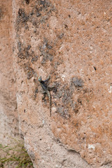 Climbing saurian on rock