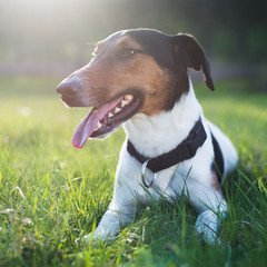 Cute dog lying in grass outdoor, looking away and tongue out