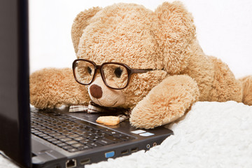 Funny bear in glasses lying works at the computer