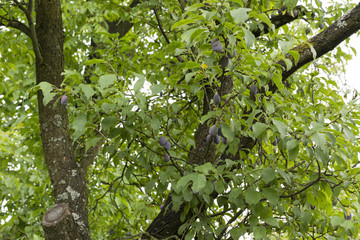 plum on branch