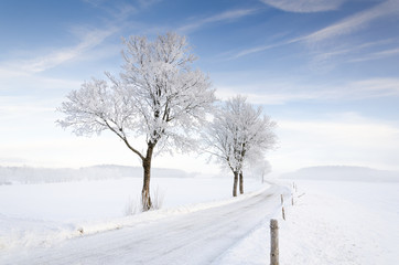 Fototapeta na wymiar Winterliche Allee mit Bäumen