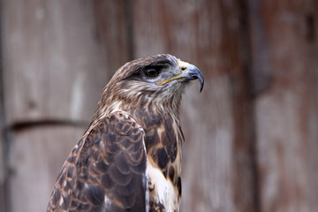 Hochlandbussard