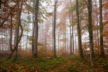 Deutschland, Bayern, Oberbayern, Berchtesgadener Land, Nationalp