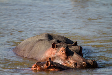 Fototapeta premium Beautiful wildlife in South Luangwa National Park, Zambia, Africa