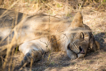 Beautiful Wildlife in South Luangwa, Zambia, Africa