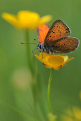 Purple-edged Copper butterfly (Lycaena hippothoe) and spring flowers 