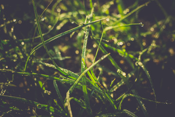 Macro of Morning Grass Retro