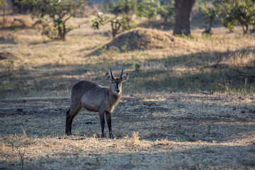 Beautiful wildlife in South Luangwa National Park, Zambia, Africa