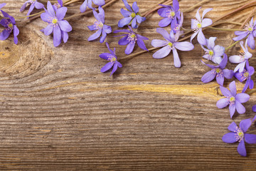 blue flowers on wooden background