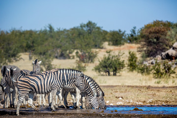 Fototapeta na wymiar Wildlife at Etosha National Park, Namíbia