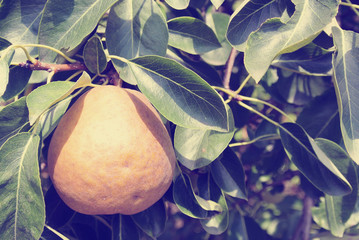 Ripe yellow juicy pear on the tree in an orchard, on a sunny day. Image filtered in faded, washed out, retro, Instagram style; rural vintage concept. Organic farming.