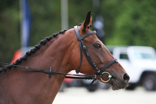 Side view head shot of a thoroughbred dressage horse