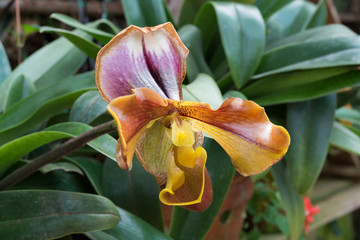 Close up of lady's slipper orchid
