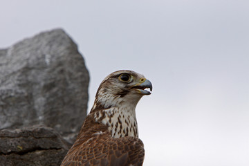 Sakerfalke