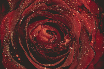 Wet Red Rose Grunge Macro