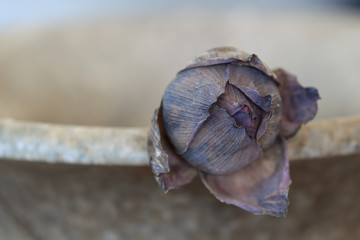 A close up of one dried lotus