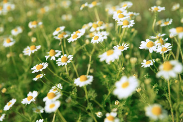 Nature background of daisies field