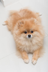 puppy pomeranian dog cute pets