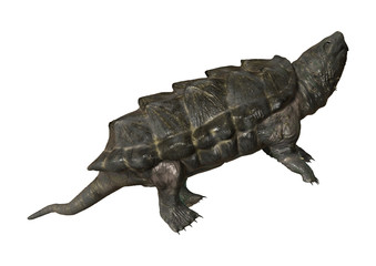 Alligator Snapping Turtle