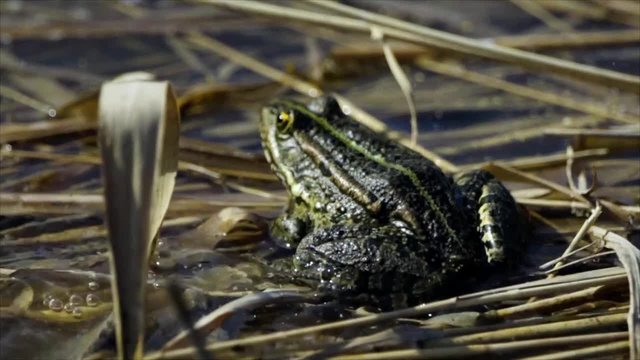 Green frog/ Green frog on marshy river
