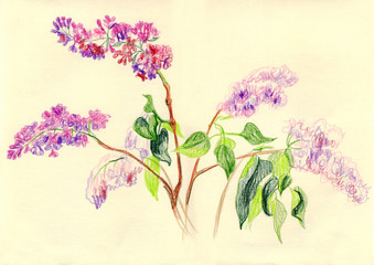 Branches of lilac blossoms. Drawing with colored pencils
