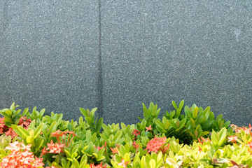 Wall concrete leaves