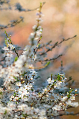 Spring Cherry blossoms 
