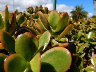 Geldbaum Crassula