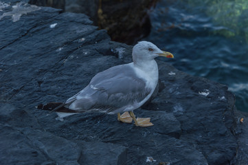 Seagull