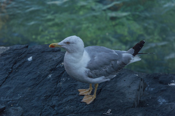 Seagull