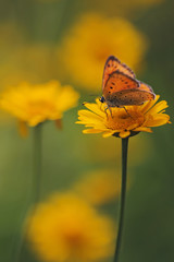 Purple-edged Copper butterfly (Lycaena hippothoe) and spring flowers 