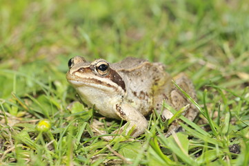 grüner Frosch auf einer Wiese am See