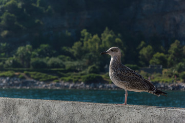 Seagull