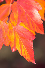 Amazing Colorful Autumn leaves background, soft focus, vertical 