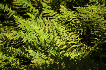 Walking-fern