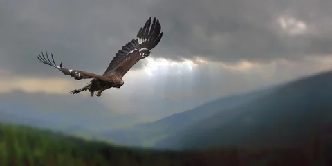 Foto auf Acrylglas Adler Adlerflug