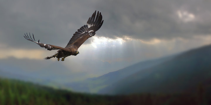 Adlerflug