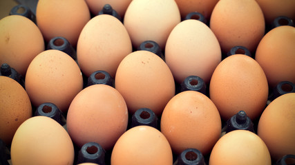 fresh organic eggs from chicken farm agriculture for sale