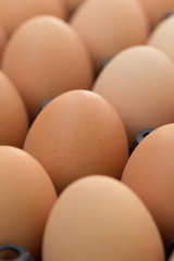 fresh organic eggs from chicken farm agriculture for sale