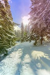 Winter landscape, snow-covered trees in Swiss Alps, filtered