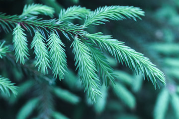 Spruce branch, macro photo with selective focus