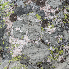lichen on the stone. Background texture