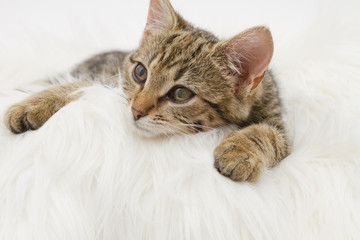 Fototapeta na wymiar European domestic cat (3 months old)